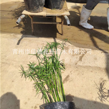 旱伞草基地直发自家种植量大规格齐全库存量大