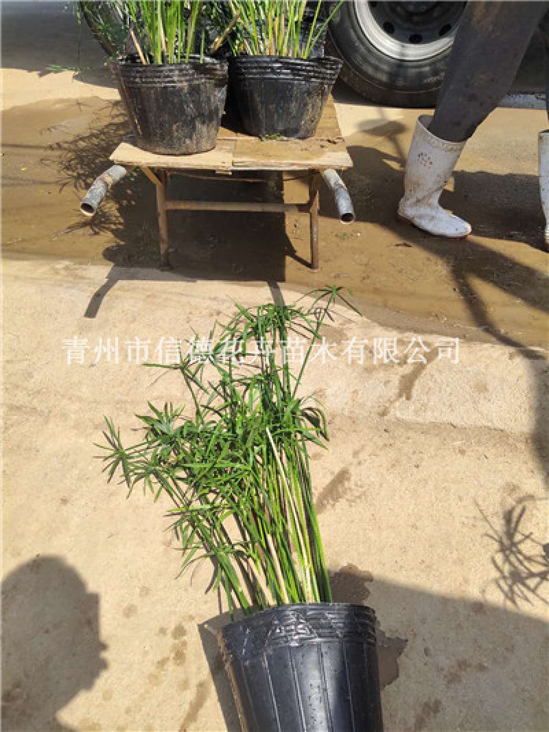 旱伞草基地直发自家种植量大规格齐全库存量大