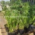旱伞草基地直发自家种植量大规格齐全库存量大