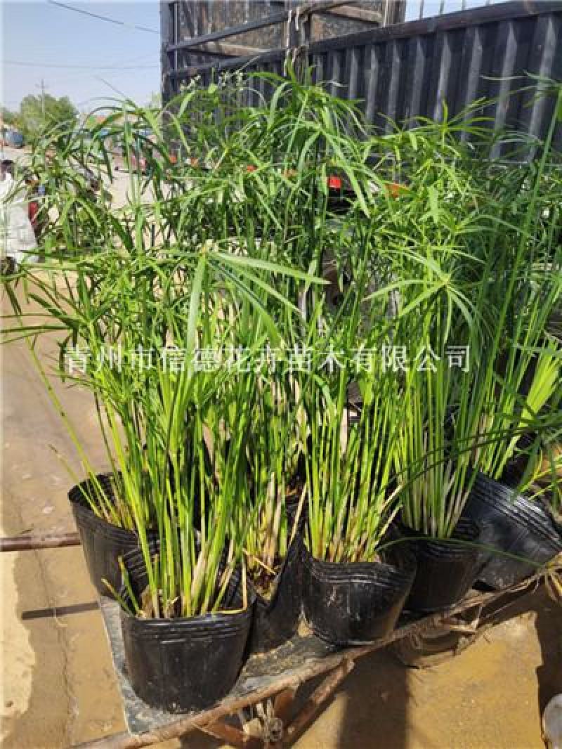 旱伞草基地直发自家种植量大规格齐全库存量大
