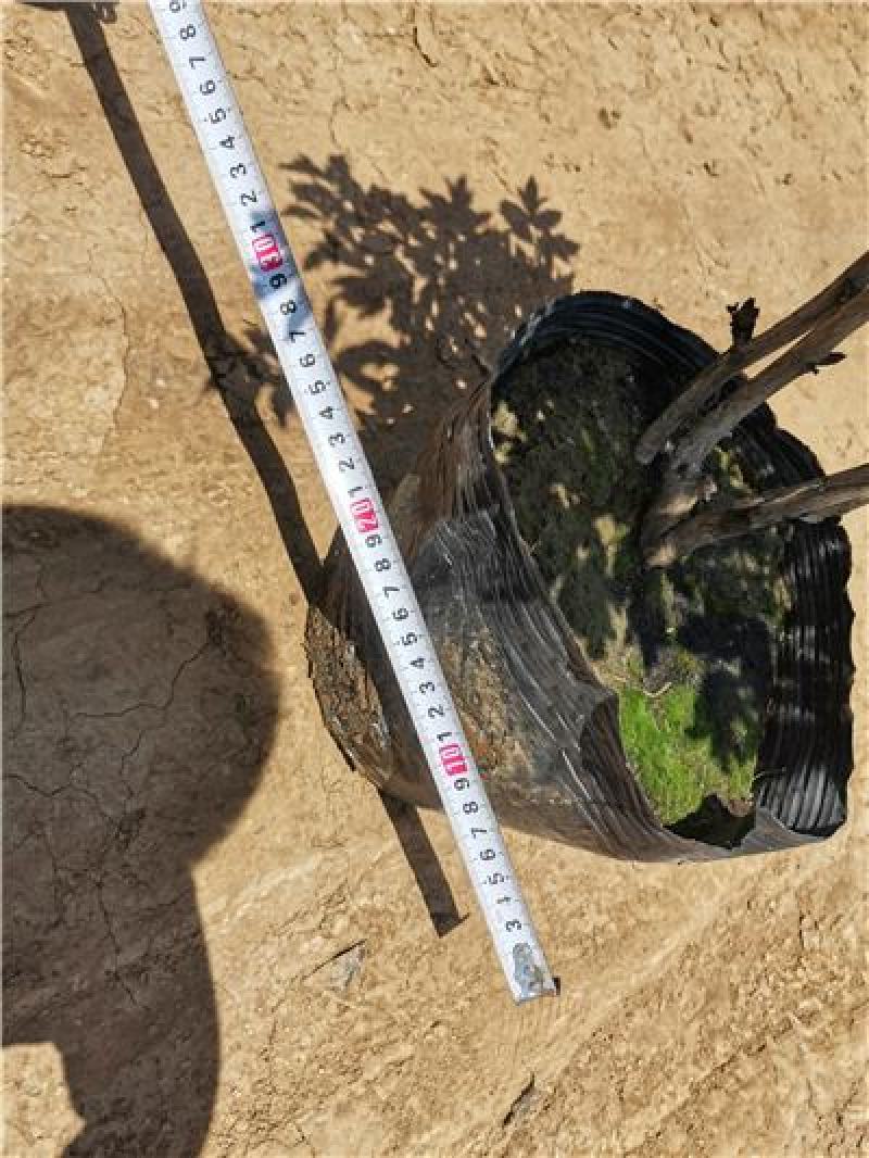 牡丹花袋苗，支持工程绿化，成活率高，量大从优，苗圃直接发