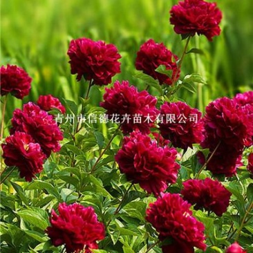 牡丹花袋苗，支持工程绿化，成活率高，量大从优，苗圃直接发