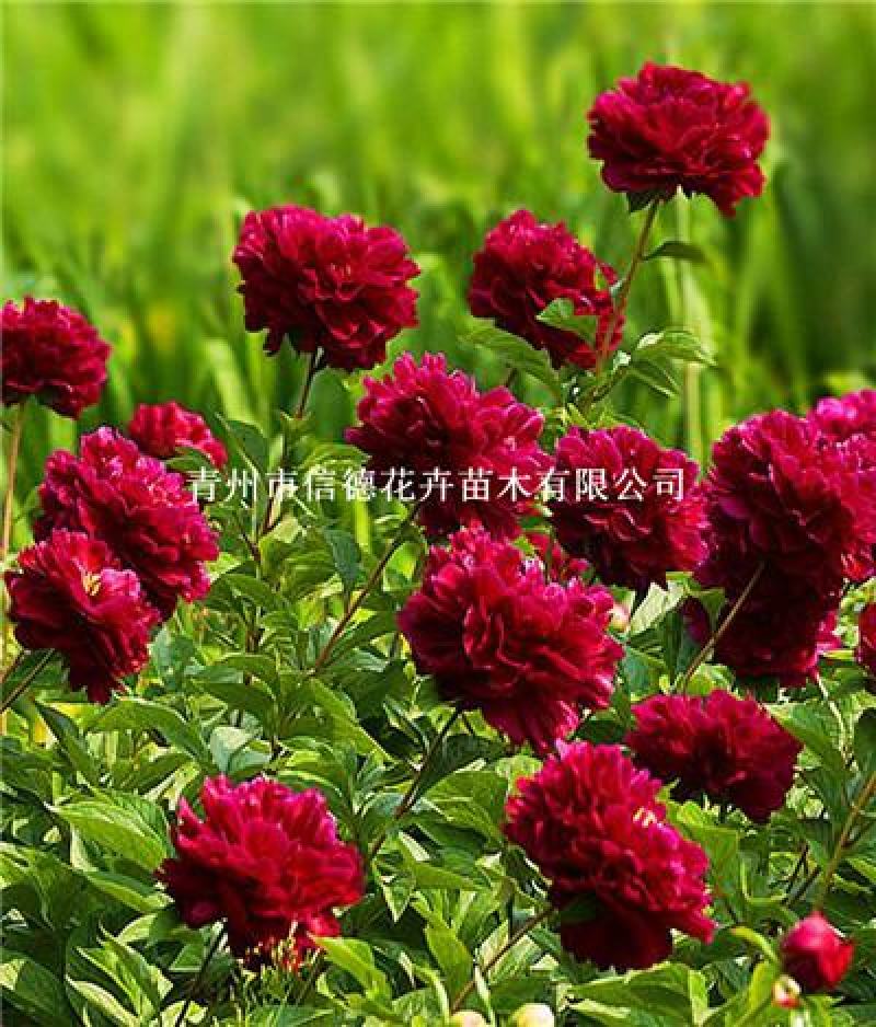 牡丹花袋苗，支持工程绿化，成活率高，量大从优，苗圃直接发
