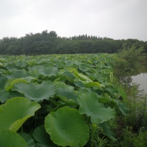 藕带藕种出售武植二号