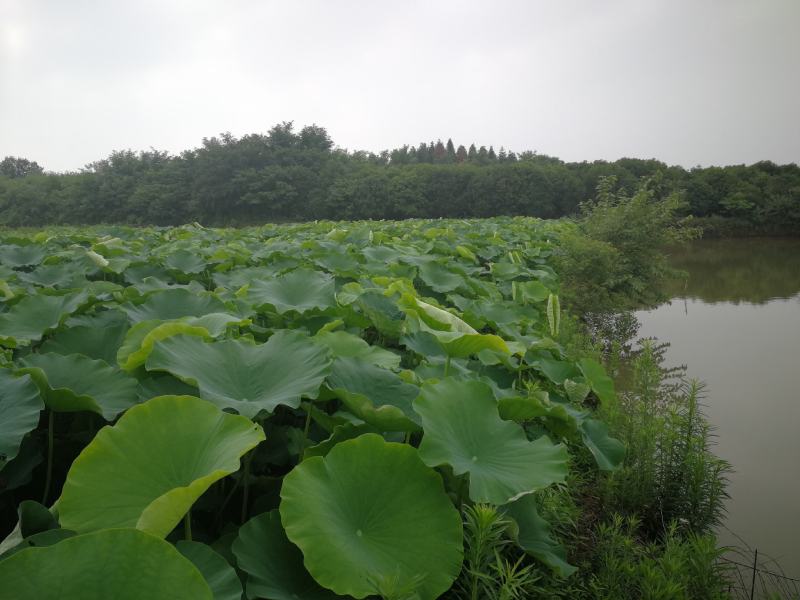 藕带藕种出售武植二号