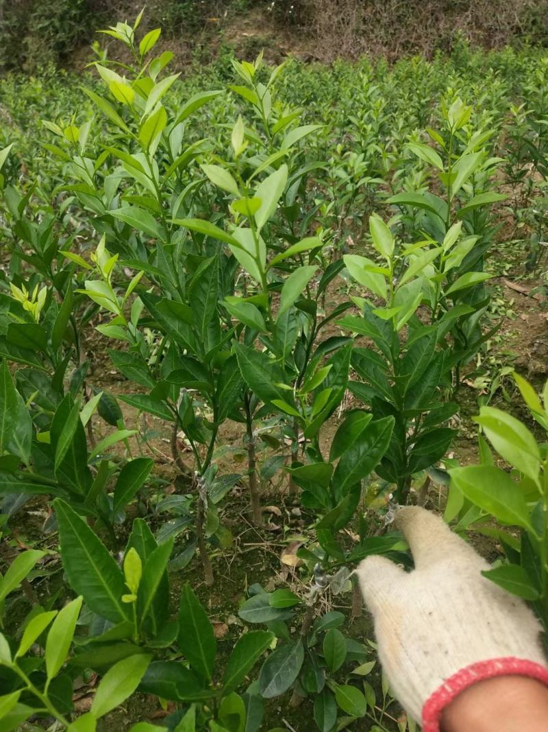新会柑苗50~80cm