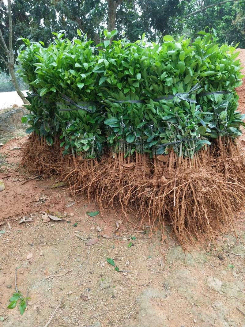 新会柑苗50~80cm