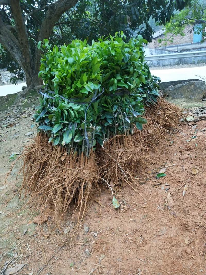 新会柑苗50~80cm