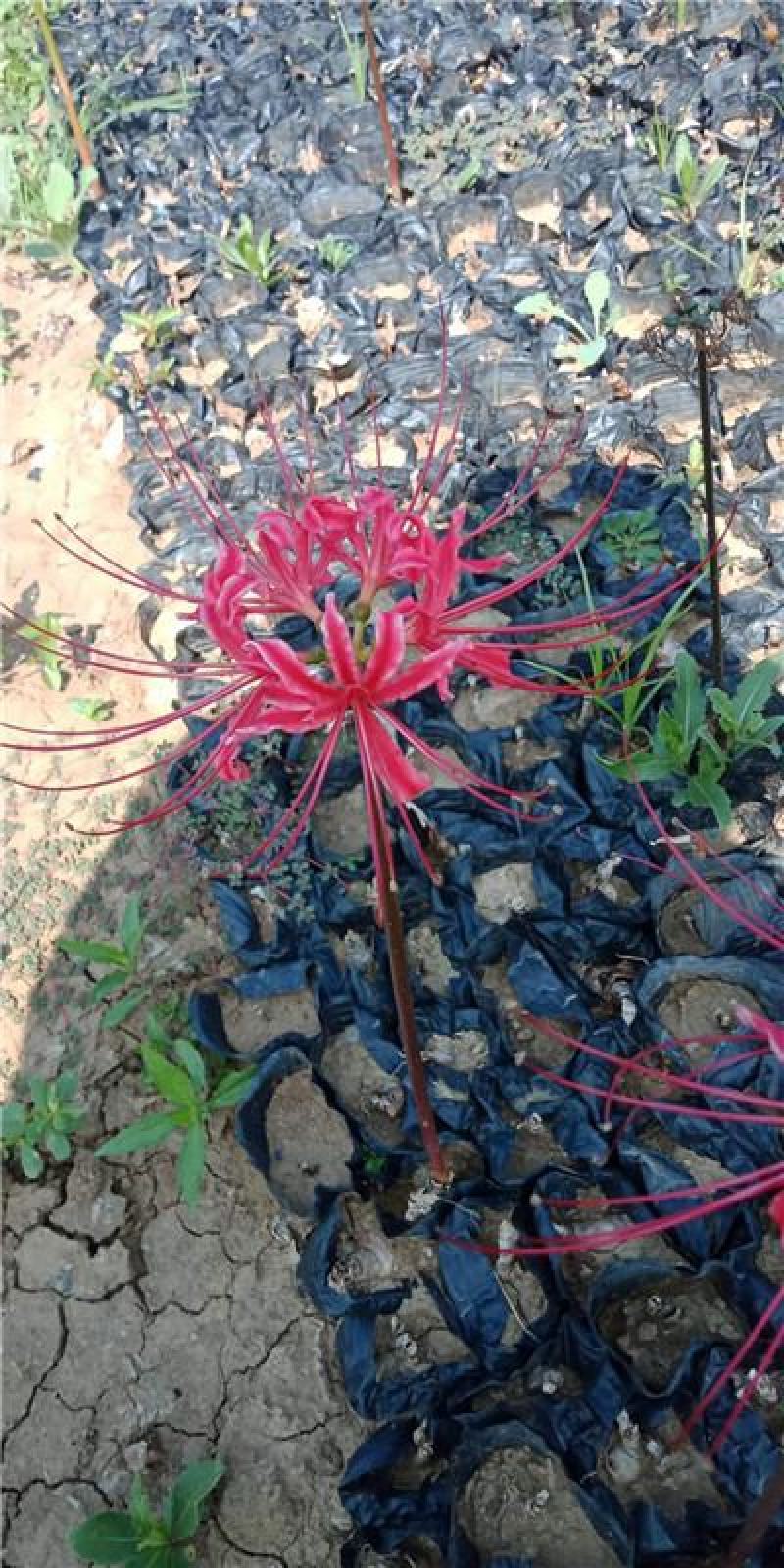 红花石蒜彼岸花，工程用，基地自产自销常年有货，苗圃直发