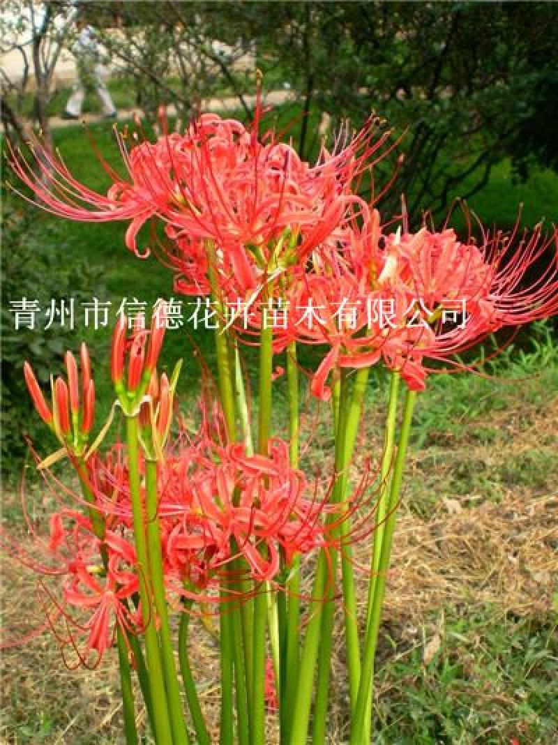 红花石蒜彼岸花，工程用，基地自产自销常年有货，苗圃直发