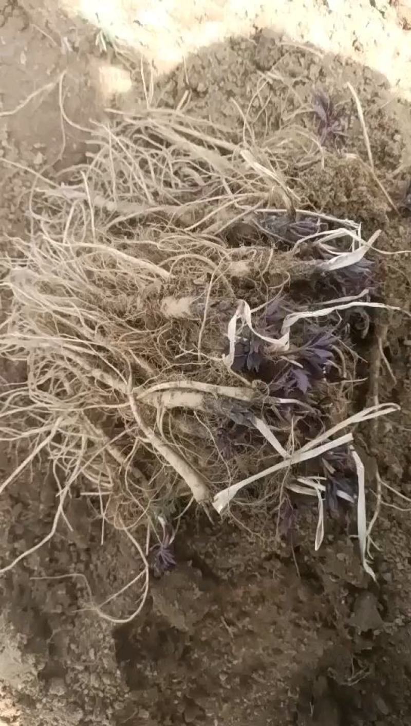 甘肃肉独活种子独活苗，产地直供现挖现卖，欢迎老铁们咨询订