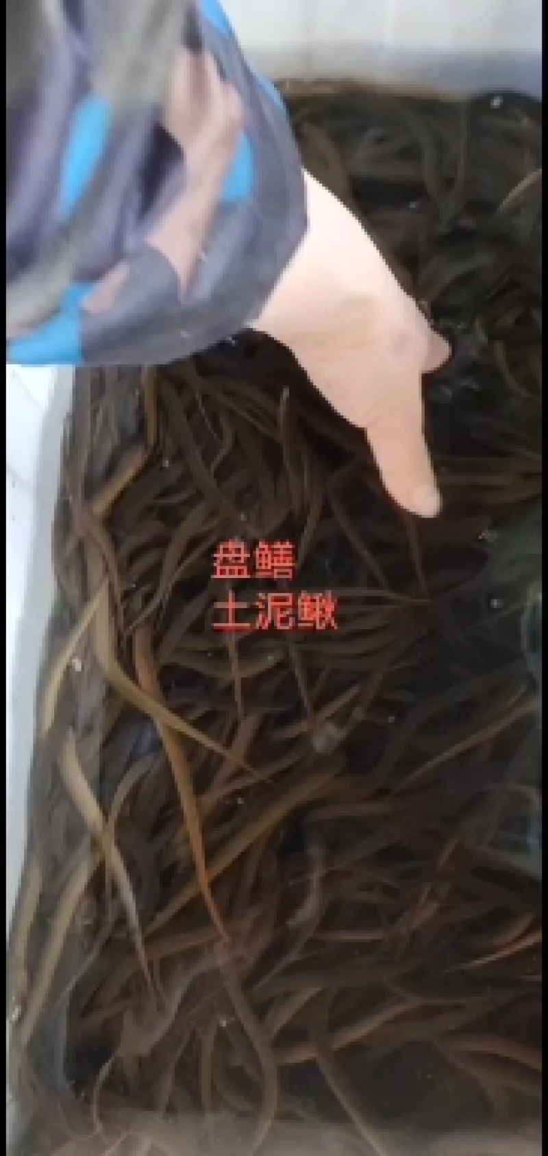 土鳝鱼，黄条鳝鱼，农村土鳝鱼