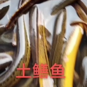 土鳝鱼，黄条鳝鱼，农村土鳝鱼