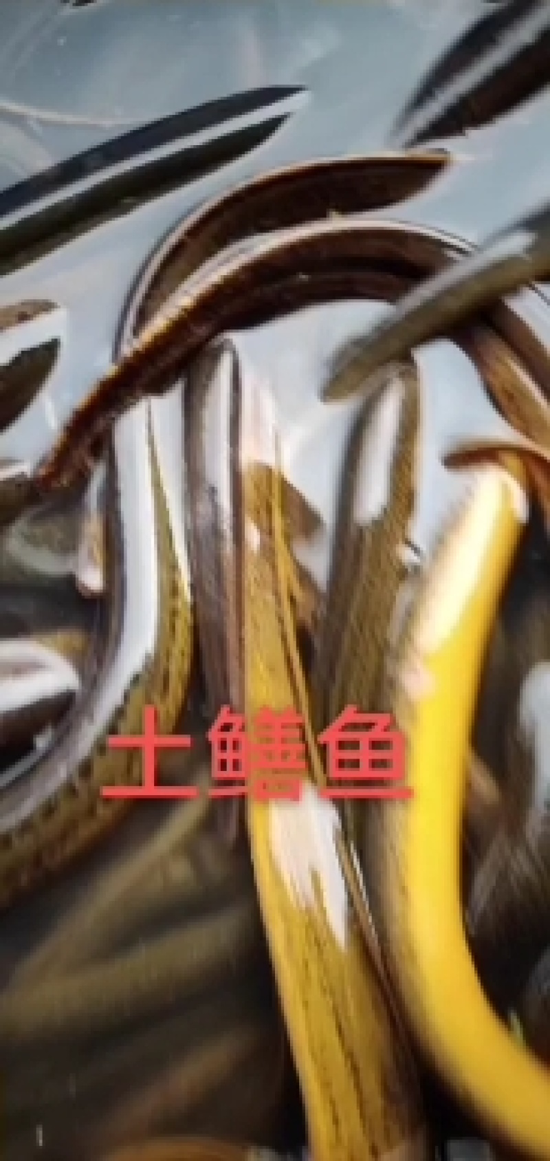 土鳝鱼，黄条鳝鱼，农村土鳝鱼