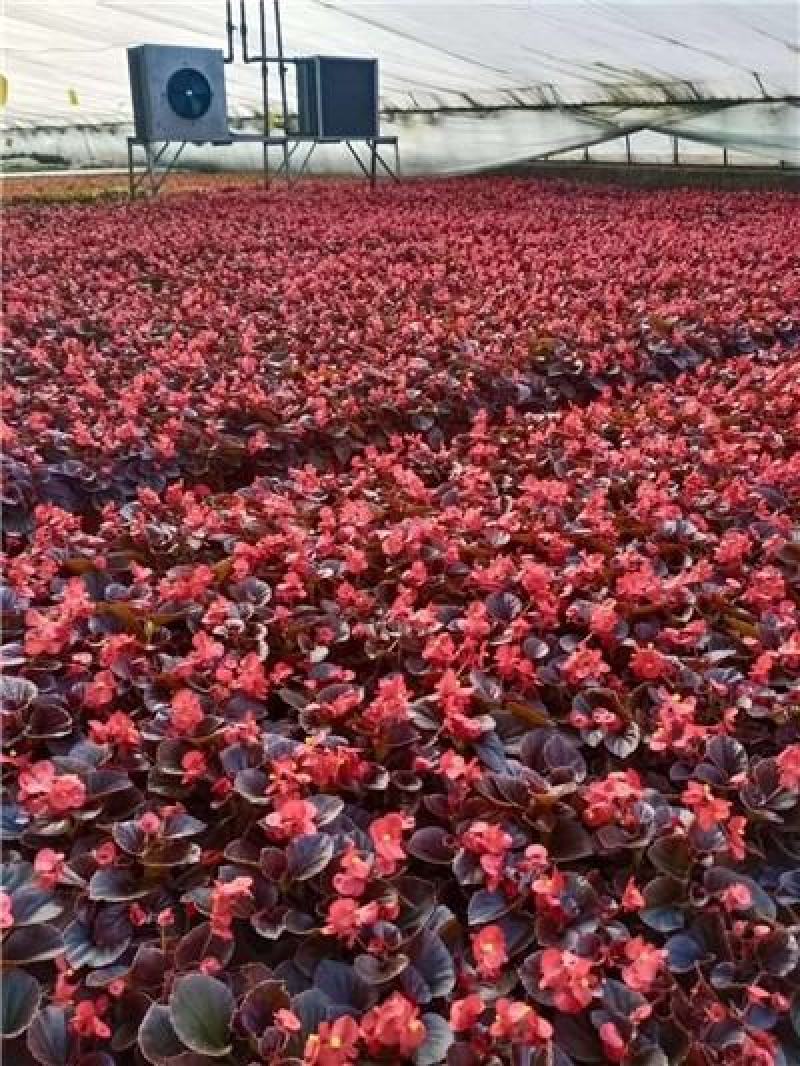 四季海棠花苗四季海棠盆栽耐寒，规格齐全，库存量大