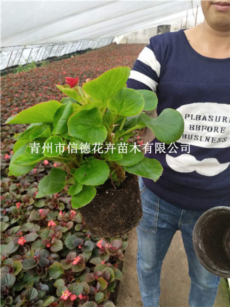 四季海棠花苗四季海棠盆栽耐寒，规格齐全，库存量大