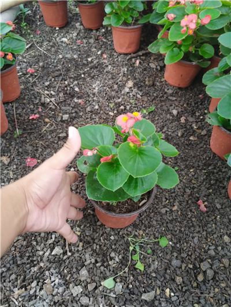 四季海棠花苗四季海棠盆栽耐寒，规格齐全，库存量大
