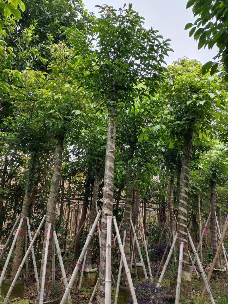 移植:秋枫13-14公分