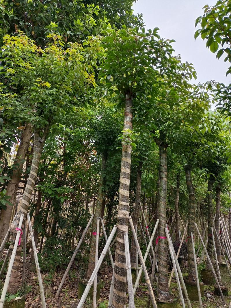 移植:秋枫13-14公分