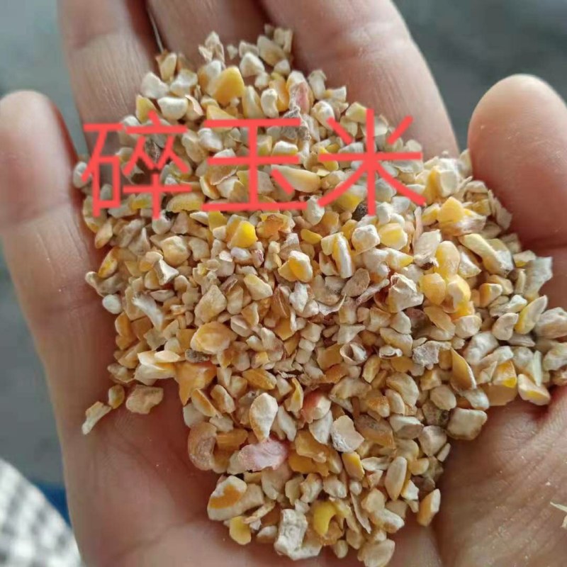 大量纯粮靓靓玉米碎出售，无杂质，无霉变。