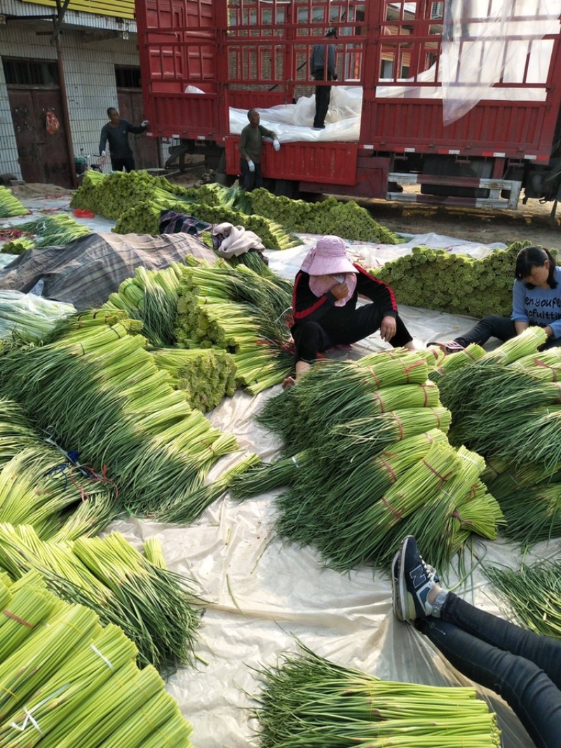 （热销）中牟新鲜红帽蒜薹、大量上市中.保证质量、全国代发