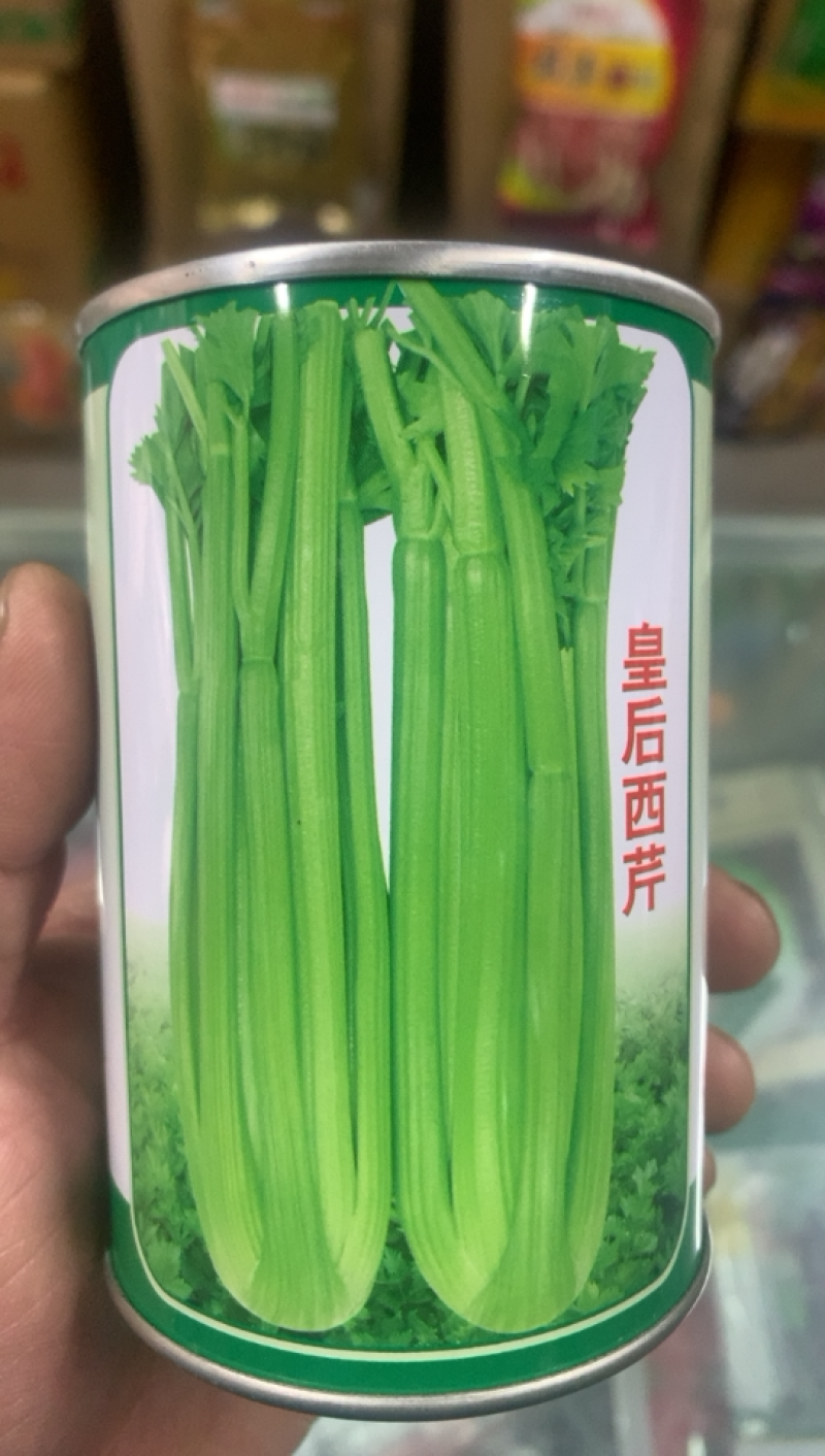 皇后西芹不空心耐运输株高70㎝速生叶柄浅黄纤维少