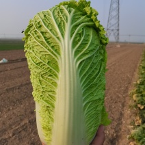 北京三号大白菜，产地直供，个头均匀，质量好上市时间长