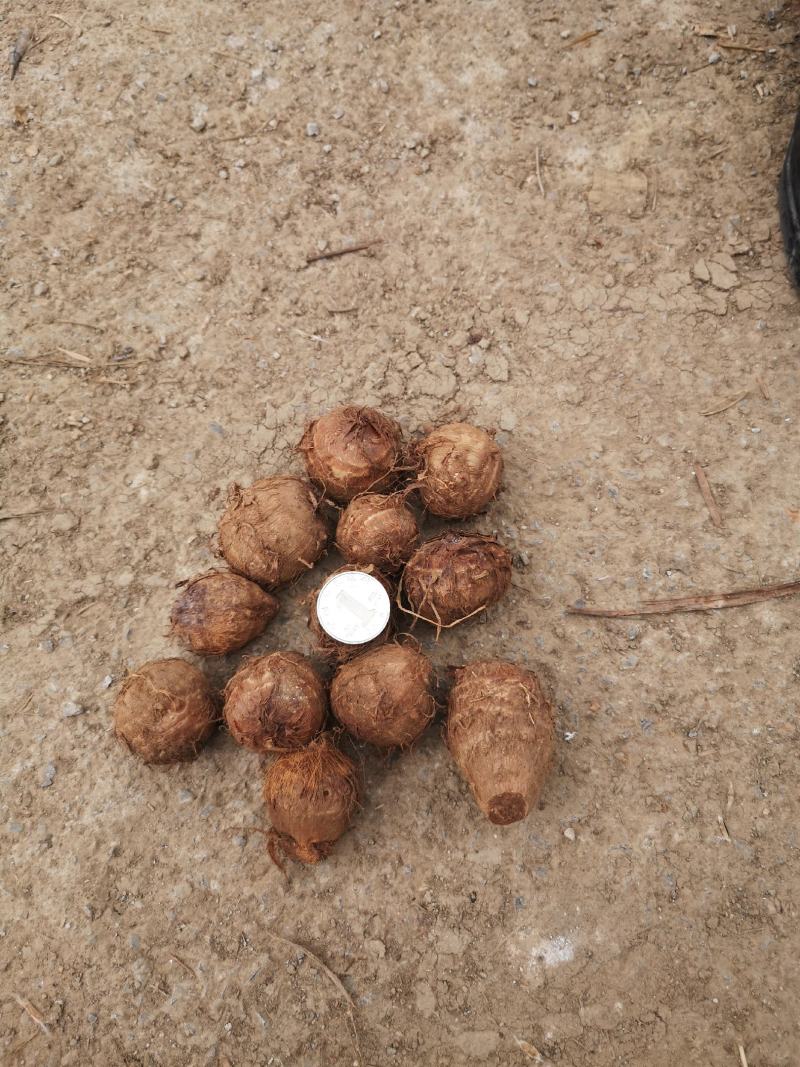 芋头，农村有机肥种植，大量上市，本地特有品种。