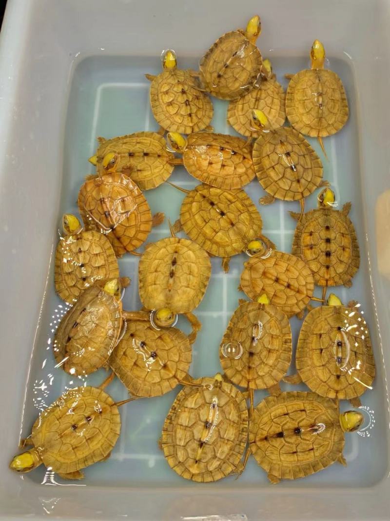 大黄头，海南品种，龟苗1/2两左右，活泼可爱