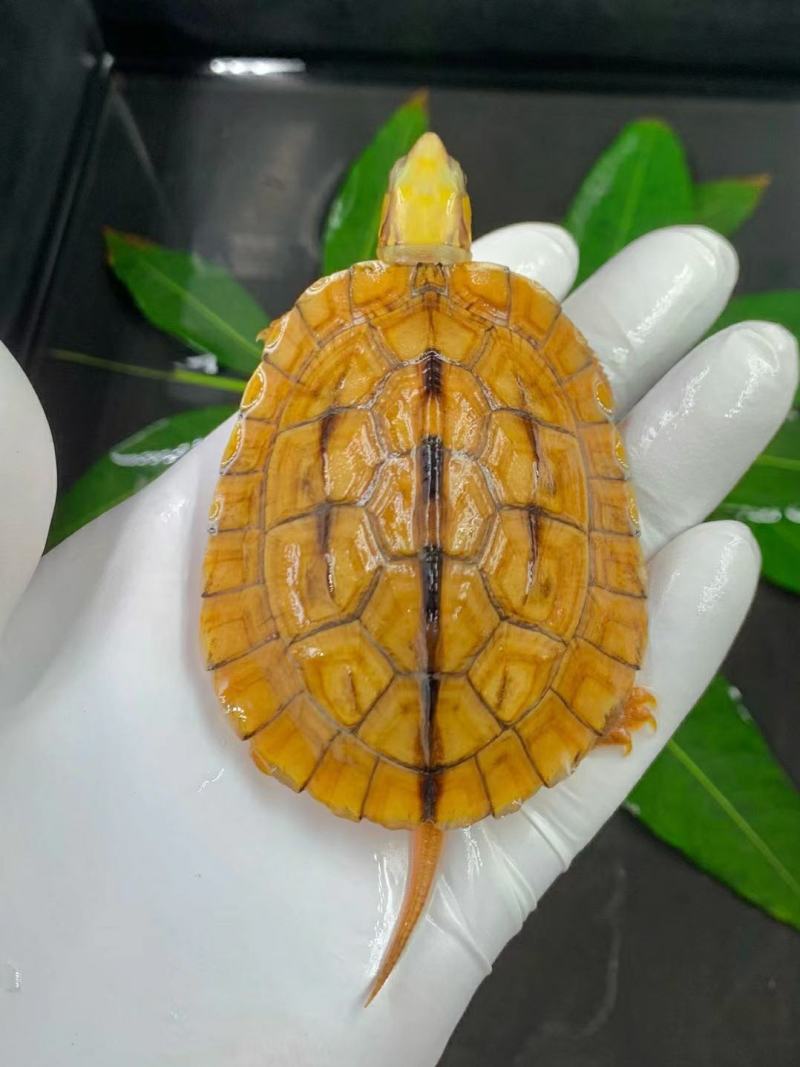 大黄头，海南品种，龟苗1/2两左右，活泼可爱