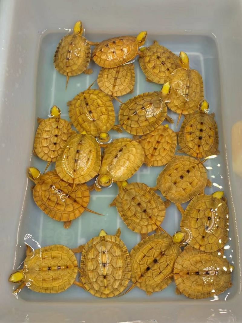 大黄头，海南品种，龟苗1/2两左右，活泼可爱