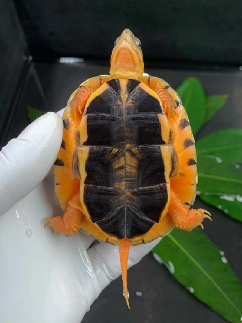大黄头，海南品种，龟苗1/2两左右，活泼可爱