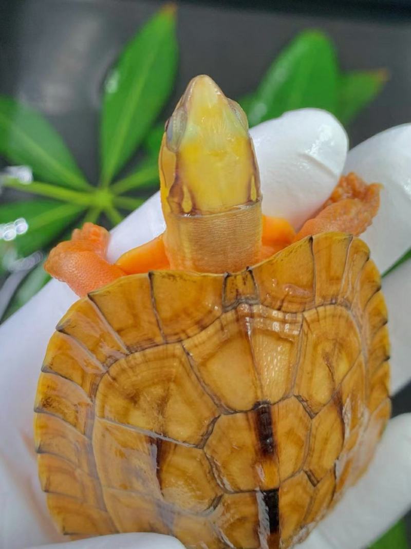大黄头，海南品种，龟苗1/2两左右，活泼可爱