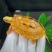 大黄头，海南品种，龟苗1/2两左右，活泼可爱