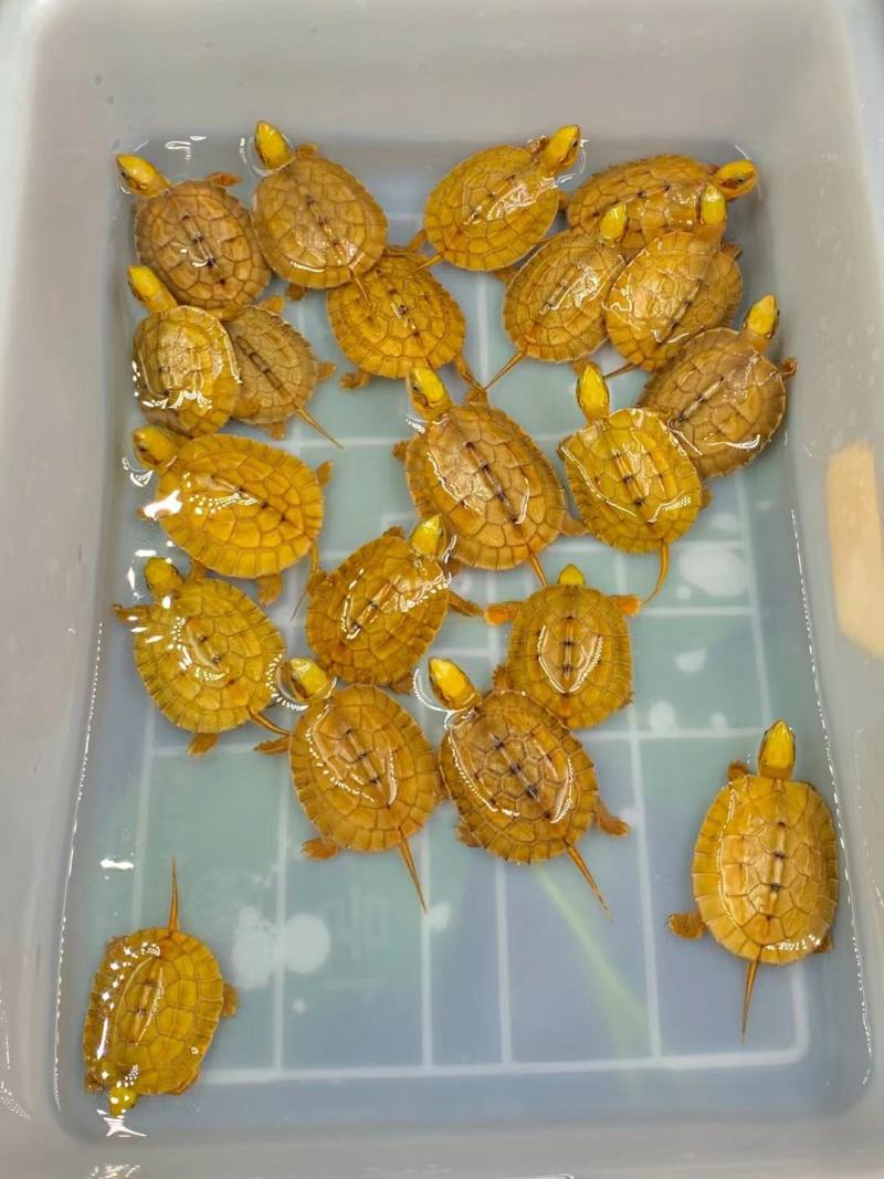 大黄头，海南品种，龟苗1/2两左右，活泼可爱