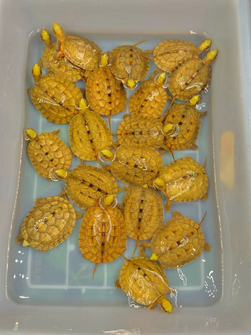 大黄头，海南品种，龟苗1/2两左右，活泼可爱