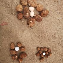芋头，农村有机肥种植，大量上市，本地特有品种。
