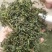 蒲公英茶，婆婆丁，蒲公英叶，蒲公英根，蒲公英