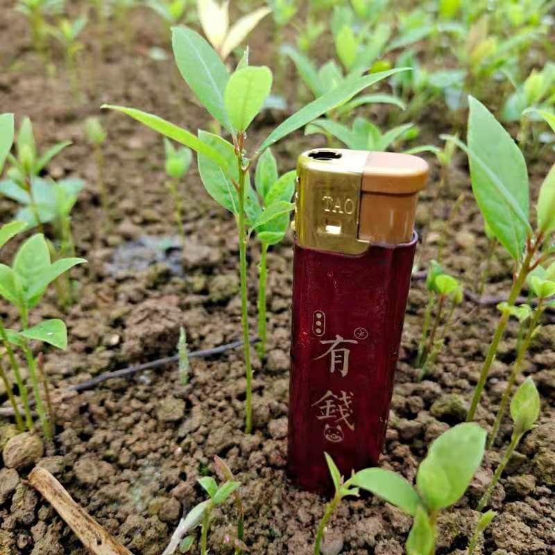 金丝楠木小苗，楠木小苗，一手货源技术指导，苗场直供