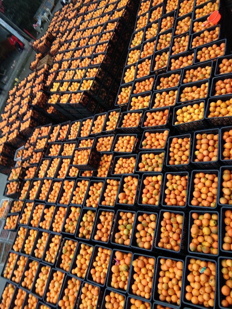 湖南湘西里耶几百万吨脐橙，碰柑产地直销，颜色果面漂亮