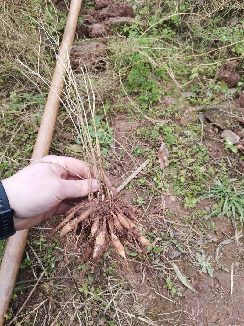 良种大天冬苗，基地直发，质优价廉。极易成活。