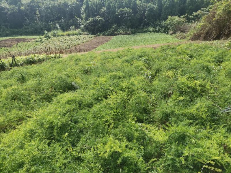 良种大天冬苗，基地直发，质优价廉。极易成活。