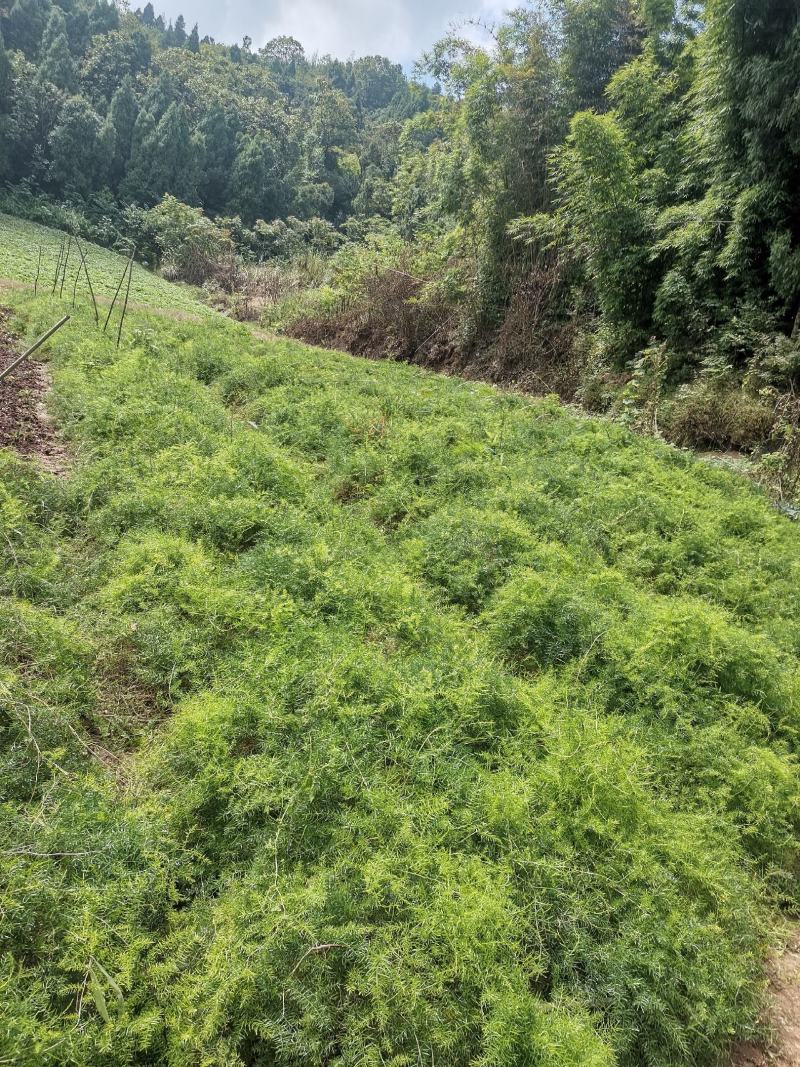 良种大天冬苗，基地直发，质优价廉。极易成活。