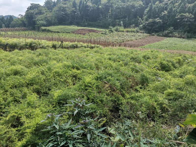 良种大天冬苗，基地直发，质优价廉。极易成活。