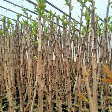 新上苗木欢迎基地考察