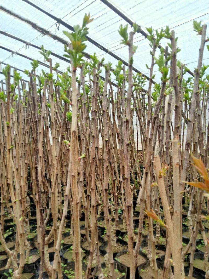 新上苗木欢迎基地考察