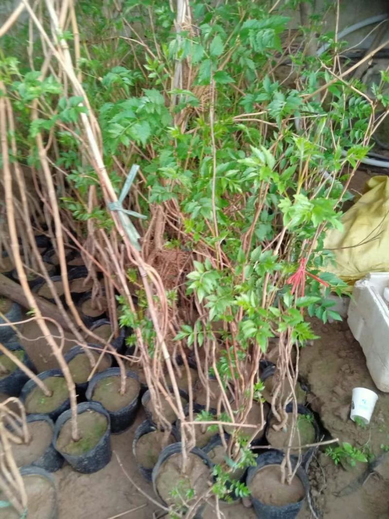 新上苗木欢迎基地考察