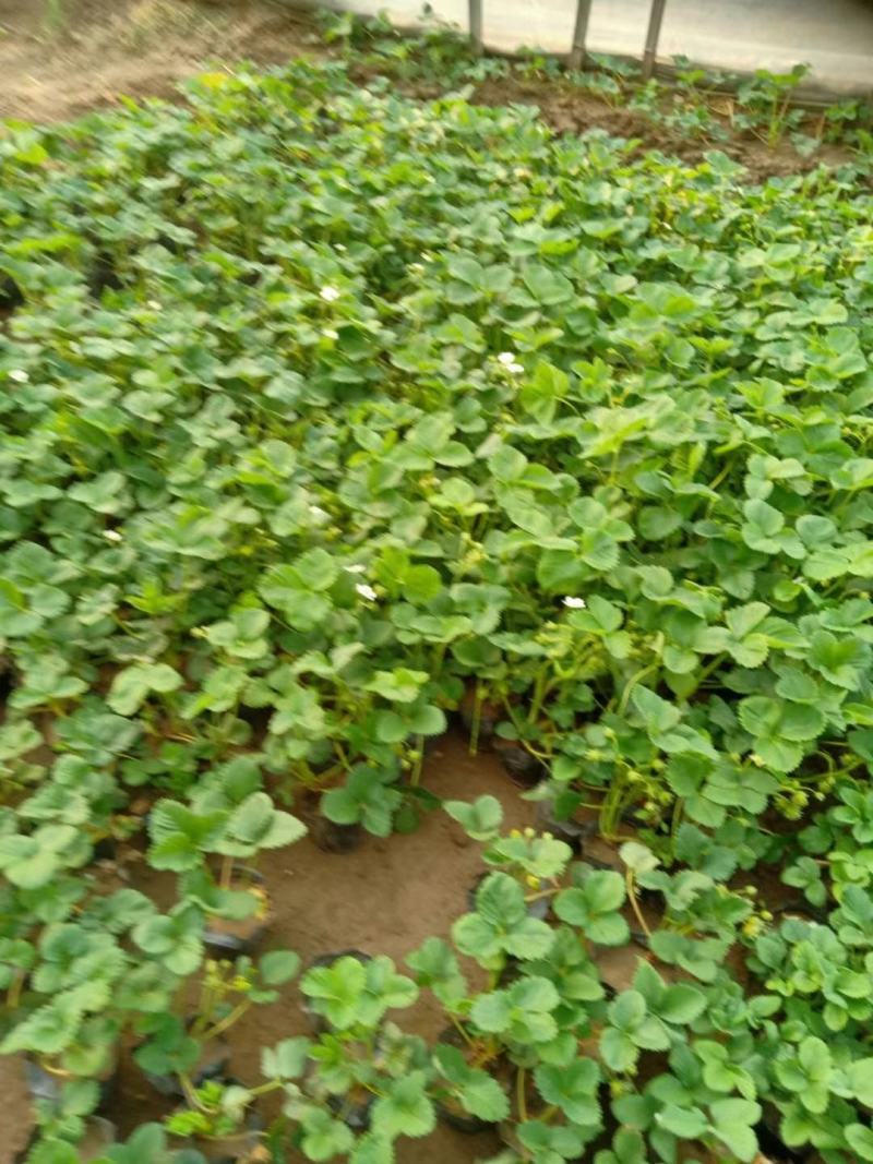 新上苗木欢迎基地考察
