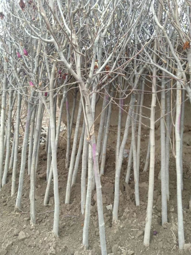 新上苗木欢迎基地考察