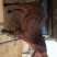 成品乘骑骡子，山区农民载驮物品，旅游观光拉车，我们的好帮
